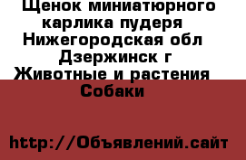  Щенок миниатюрного карлика пудеря - Нижегородская обл., Дзержинск г. Животные и растения » Собаки   